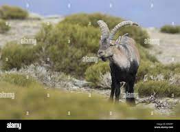 Macho cabrío negro fotografías e imágenes de alta resolución - Página 8 -  Alamy