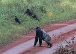 Image result for Afrostyrax kamerunensis