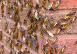 More cicadas at more locations tonight than last night. 10 Things Cicadas Won T Say Marketwatch