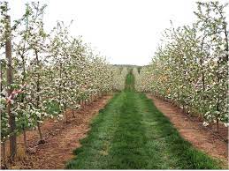 According to the osu economic study, it can take up to year eight in a high. High Density Orchards Advance Apple Growing Mountain Horticultural Crops Research And Extension Center Tells How