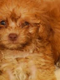 If you are looking for day care options near you, start several months in advance of when you need care for. 55 Dogs Seized From Asheville Home Owner Says I Miss My Dogs Wlos