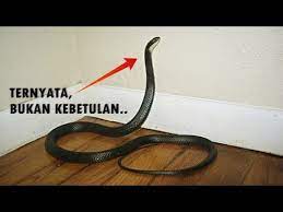 Berbagai pertanyaan di atas atau pertanyaan sejenisnya muncul dalam. Kode Alam Ular Masuk Rumah