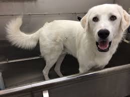 Here are some of my photos of the main man of the house! Great Pyrenees Lab