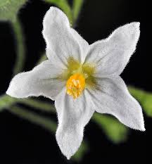 Image result for Solanum giganteum