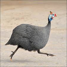 Guinea Fowl Birds That Look Like Turkeys Pin On Pretty Birds