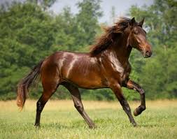 Beautiful Black And Brown Horse Beautiful Brown Horse Desktop Nexus Wallpapers Horses Brown Horse Pretty Horses