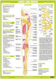 The human body is the structure of a human being. Anatomy Posters Human Body Nervous System Charts In 2021 Nerve Anatomy Nervous System Anatomy Lower Limb