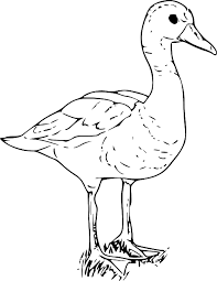 Mewarnai gambar itik contoh gambar mewarnai. Duck White Goose Free Vector Graphic On Pixabay