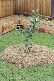 Appletree cove, a bay in. Fruit Trees In Gardens Ideas For Planting Fruit Trees In The Garden