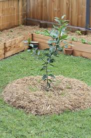Kumquats, figs, key limes, blueberries and navel oranges are just some of the fruits you'll harvest in this beautifully landscaped garden retreat. Tree Garden Ideas Idioticfashion