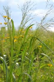 Image result for Panicum pilgeri