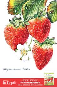 Strawberries In Depth Tutorial Botanical Prints Strawberry Colored Pencils