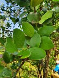 Image result for Acokanthera schimperi