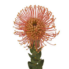 Image result for Leucospermum