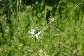 The most common colors are blue and white; Nigella Damascena Love In The Mist Ornamental Herb With Finely Dissected Leaves And Pale Blue Flowers Surrounded By A Ring Of Dissected Bracts Stock Photo Picture And Royalty Free Image Image 36820330