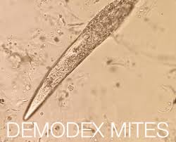 Image result for Demodex brevis