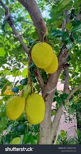 Image result for Artocarpus heterophyllus