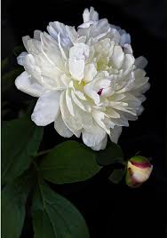 A Personal Favorite From My Etsy Shop Nature Photography Flowers Flowers Photography Peonies Flowers Photography