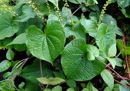 Image result for Dioscorea cotinifolia