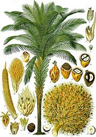 Komoditi ini di pasar luar negeri, dan juga. Kelapa Sawit Wikipedia Bahasa Melayu Ensiklopedia Bebas
