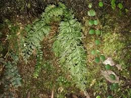 Image result for Abrodictyum