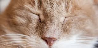 ‪Why Do Cats Purr & What Does It Mean? | Agria Pet Insurance‬‏