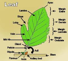 Image result for leaf margin entire