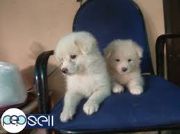 We do realize that you adopted this pomeranian, so we are proud of you for taking the responsibility of caring for this dog and we realize. Pomeranian Puppies For Sale Kottayam Free Classifieds