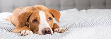 Constipation in dogs should not be ignored, as extended periods of distress can cause serious health concerns. Dog Constipation Diarrhea Managing Dog Gi Hill S Pet