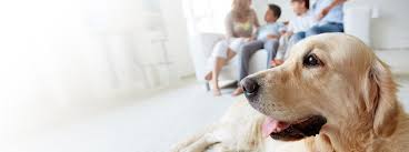 Vet care mobile vaccination services offers convenient care for you dog or cat. Low Cost Mobile Vet Clinic In Dallas Tx Home Sweet Home