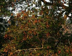 Image result for Erythrophleum