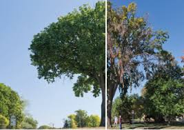 Before the onset of dutch elm disease. Guide To Elm Ash And Oak Trees Twin Cities Tree Care Tips