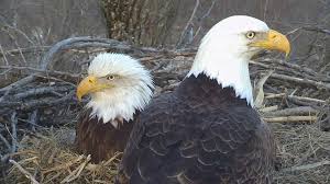 Today, bald eagles are found 41 of the state's 58 counties. Decorah Eagles Cam Watch Live Footage Of Bald Eagles Explore Org
