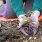 November Spring Creek Valley Working Bee event image