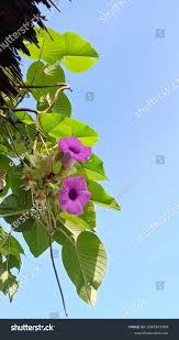 Image result for Argyreia nervosa