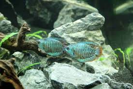 The dwarf gourami has an iridescent sheen to its body, more prominent in the male. Dwarf Gourami Care Guide Size Tank Mates Lifespan Diet