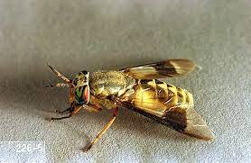 Horse Biting Fly Pacific Northwest Pest Management Handbooks