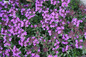 We did not find results for: Purple Flowers Rocky Mountain National Park 5 Along The Graybeard Trail