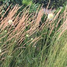 Paul Baines Msgd On Instagram Cephalaria Alpina Flower Heads Dancing In The Breeze Against Calamagrostis Kar Calamagrostis Karl Foerster Flowers Plant Design