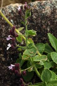 Image result for Aeollanthus