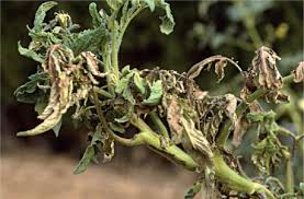 Install recessed lighting with a flick of a switch, recessed lighting can suffuse a room with a warm glow, without the fussiness or limitations of elaborate fixtures. Tomato Torrado Virus An Overview Sciencedirect Topics