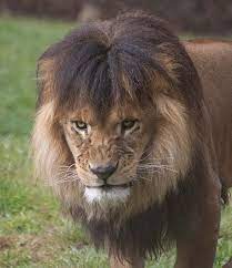 Bad Hair Day Animals Beautiful Funny Lion Fierce Animals