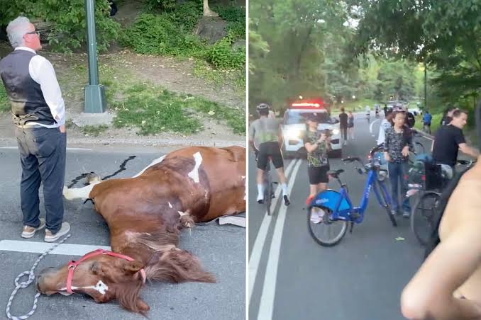 NYC carriage horse collapses and dies in Central Park, traumatizing  parkgoers - AOL