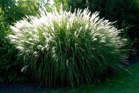 Maybe you would like to learn more about one of these? Miscanthus Planter Et Cultiver Ooreka