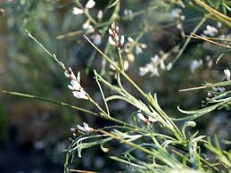 Image result for Retama monosperma