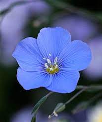 From Annie S Annuals Flax Flowers Flowers Nature Amazing Flowers