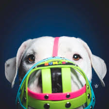 Finding The Best Muzzle For Your Dog An Equipment Guide