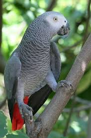 African Grey Parrot Latest Facts And Pictures African Grey Parrot Parrot Parrot Bird