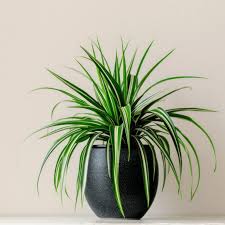 Image result for Chlorophytum