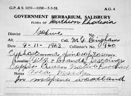 Image result for Cyphostemma spinosopilosum